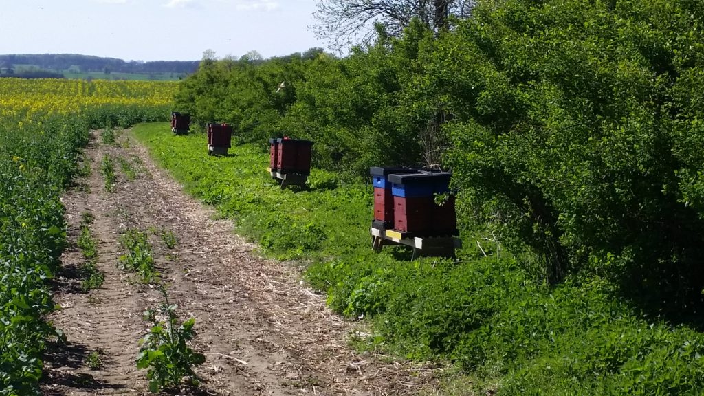 Pollinering på raps